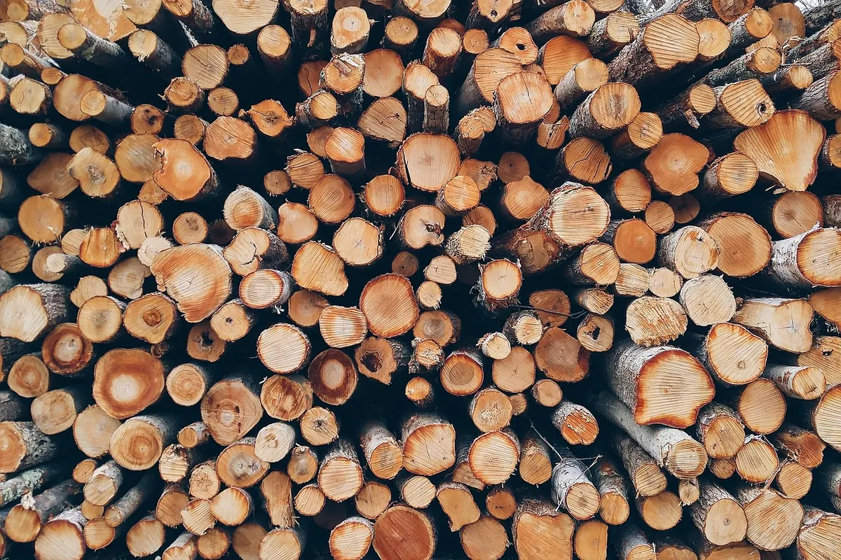 Maple Wood
